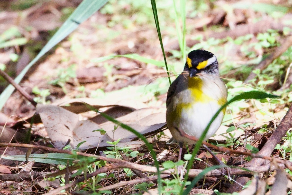 Streifenpanthervogel (substriatus) - ML646724775