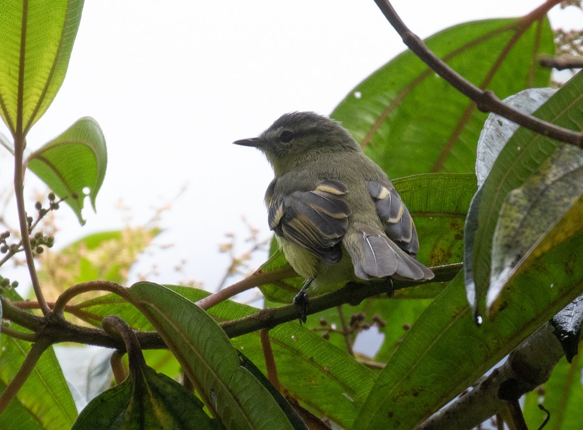 Tyranneau soufré - ML646724776