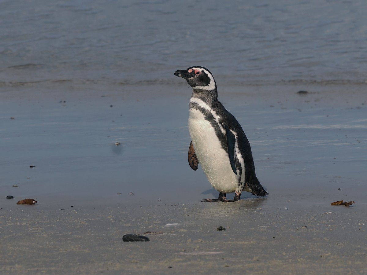 Magellanpinguin - ML646724777