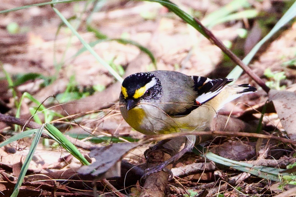 Streifenpanthervogel (substriatus) - ML646724778