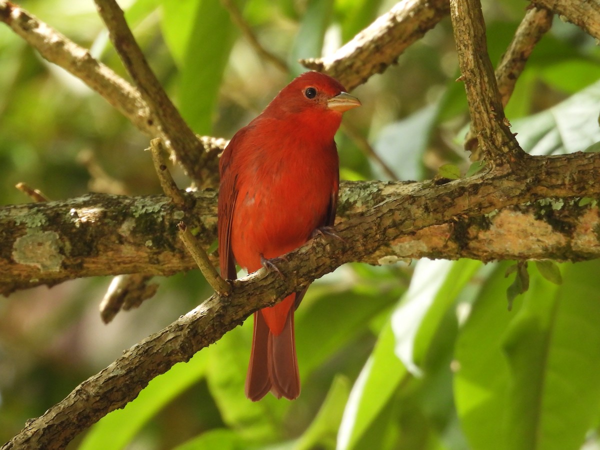 Піранга пломениста - ML646724779