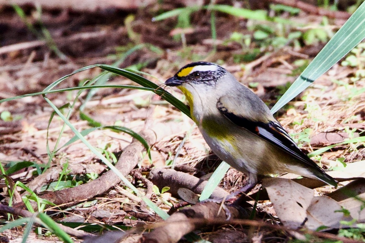 Streifenpanthervogel (substriatus) - ML646724780