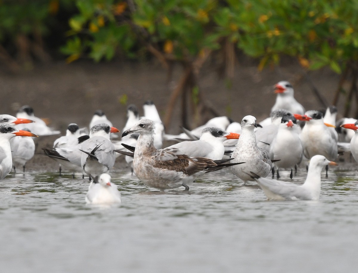 Audouin's Gull - ML646724781