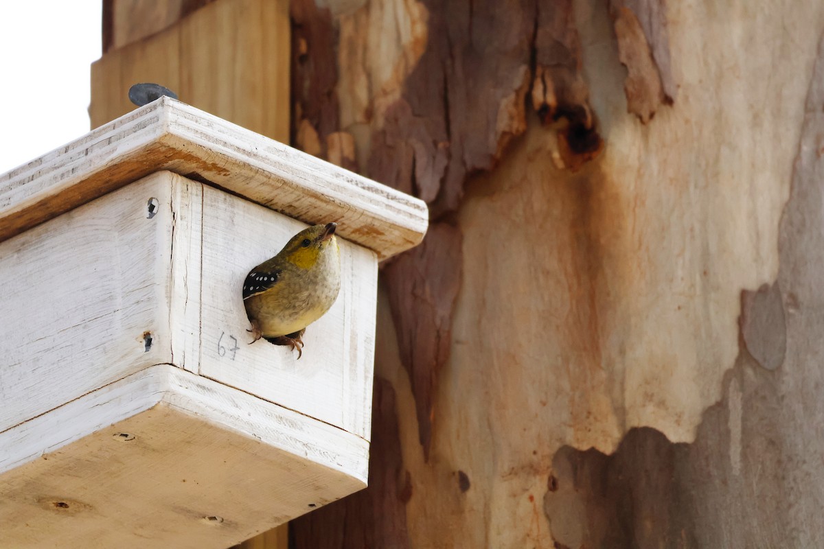 Forty-spotted Pardalote - ML646724782