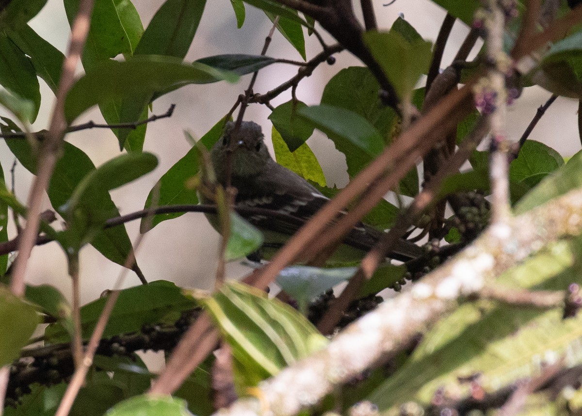 Élénie de Pallantanga - ML646724783