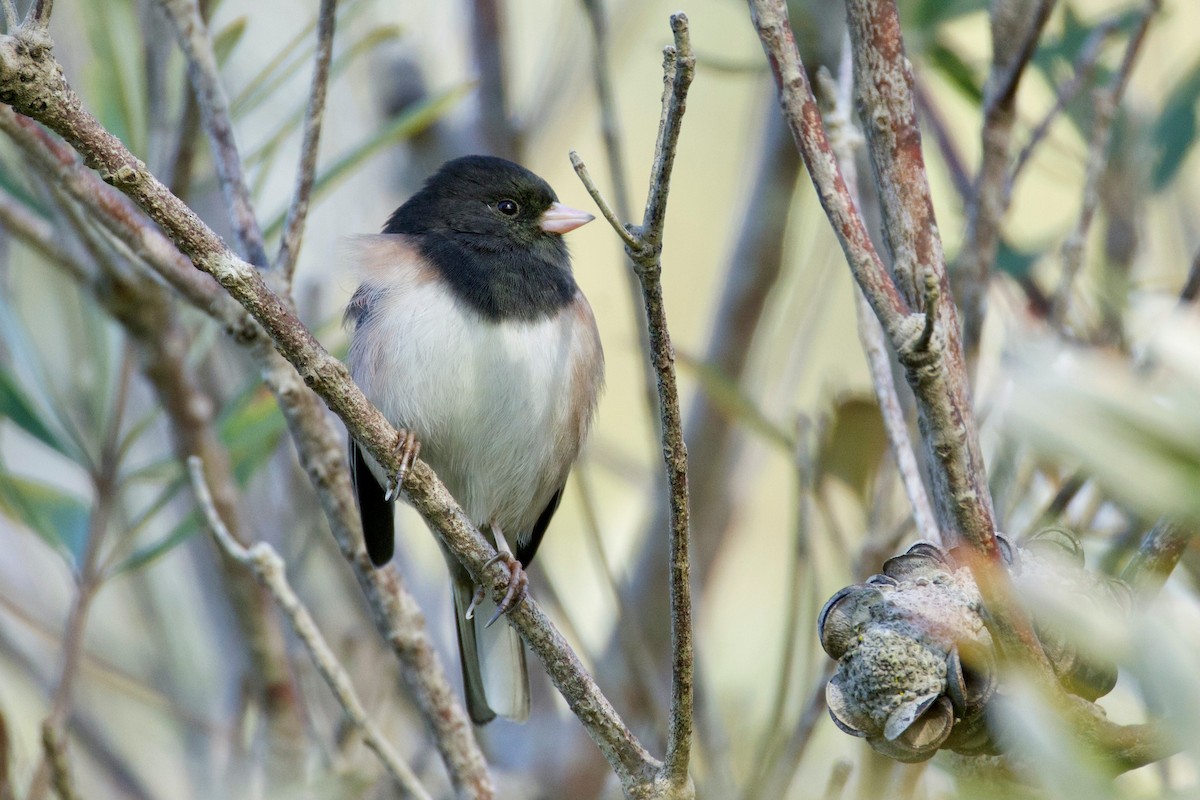 Junco Ojioscuro - ML646724786