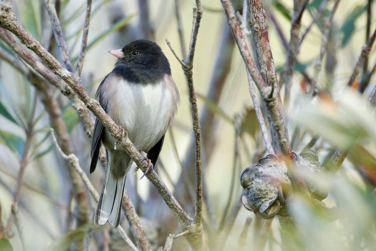 Junco Ojioscuro - ML646724787