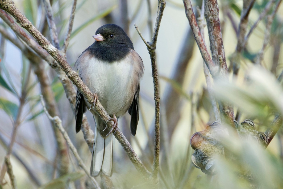 Junco Ojioscuro - ML646724788