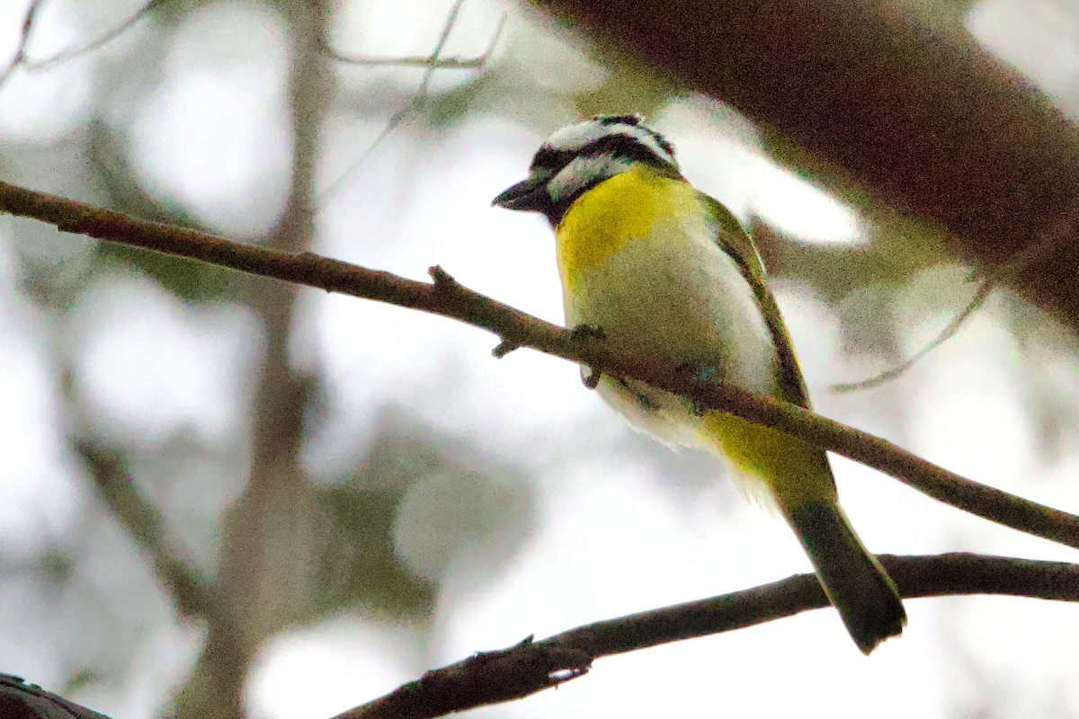Weißbauch-Meisendickkopf - ML646724789