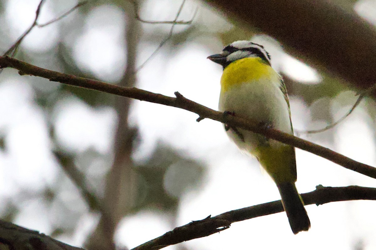 Weißbauch-Meisendickkopf - ML646724790