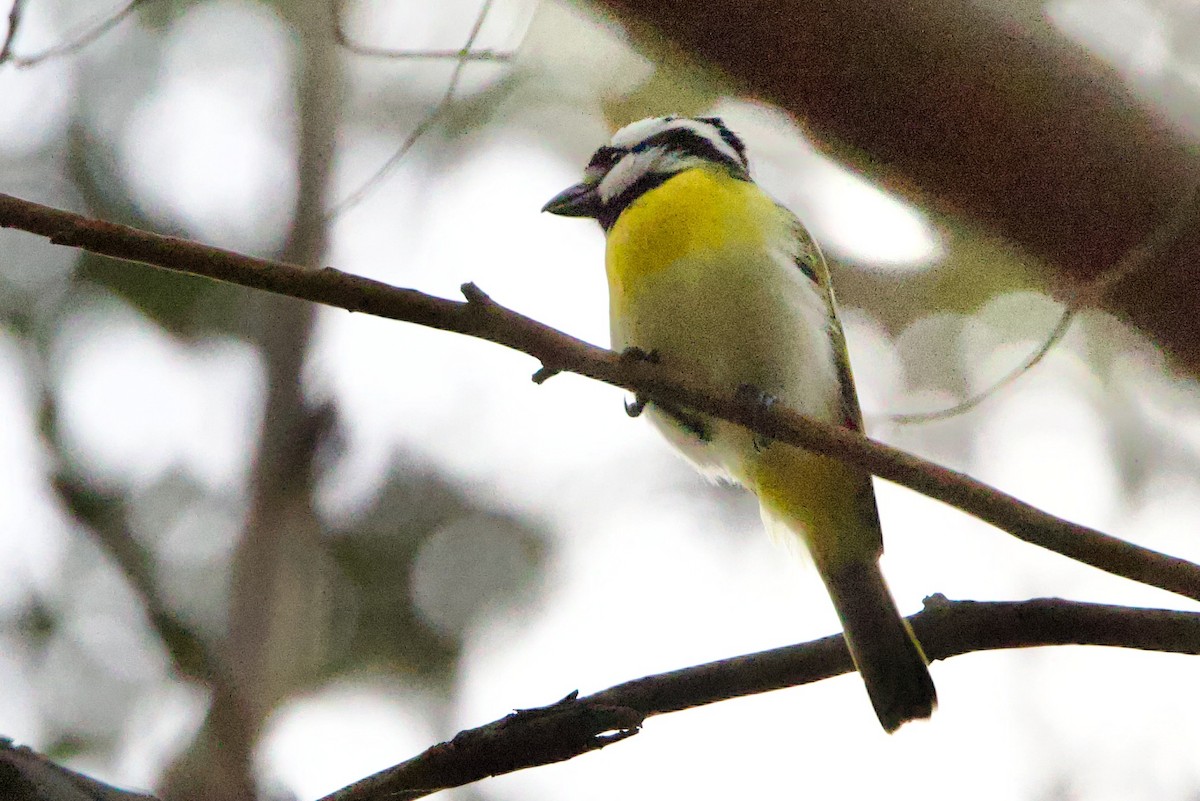 Weißbauch-Meisendickkopf - ML646724791