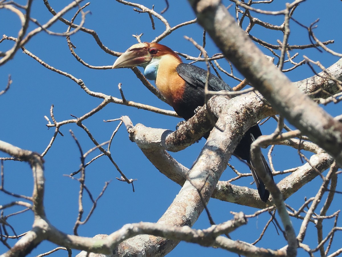 Sumba Hornbill - ML646724792