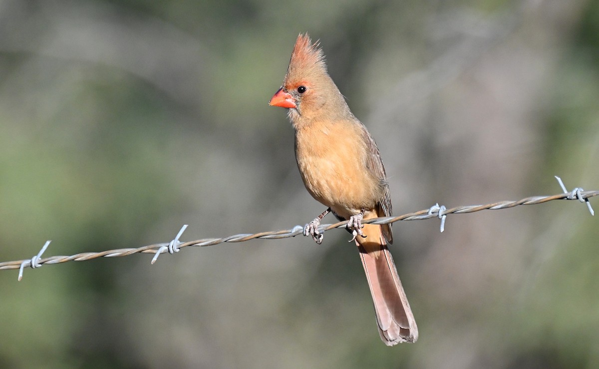 Cardinal rouge - ML646724795