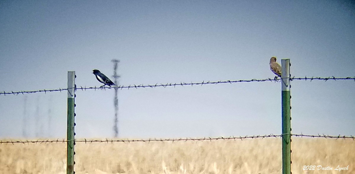 Lark Bunting - ML646724796