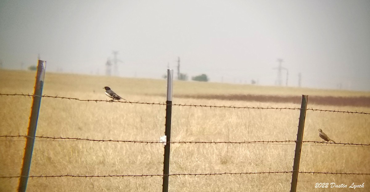 Lark Bunting - ML646724797