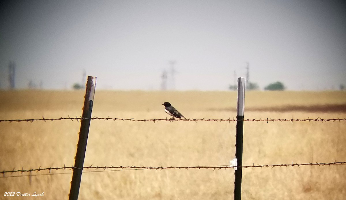 Lark Bunting - ML646724798