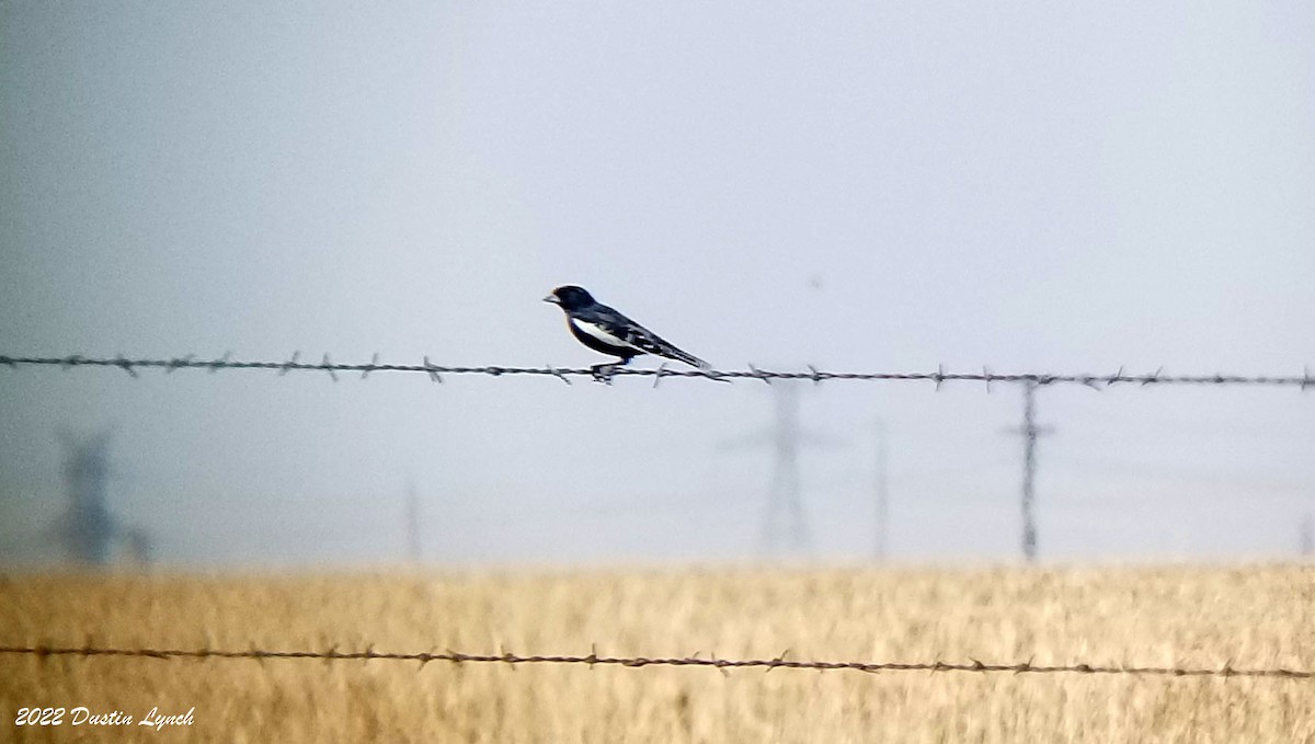 Lark Bunting - ML646724799