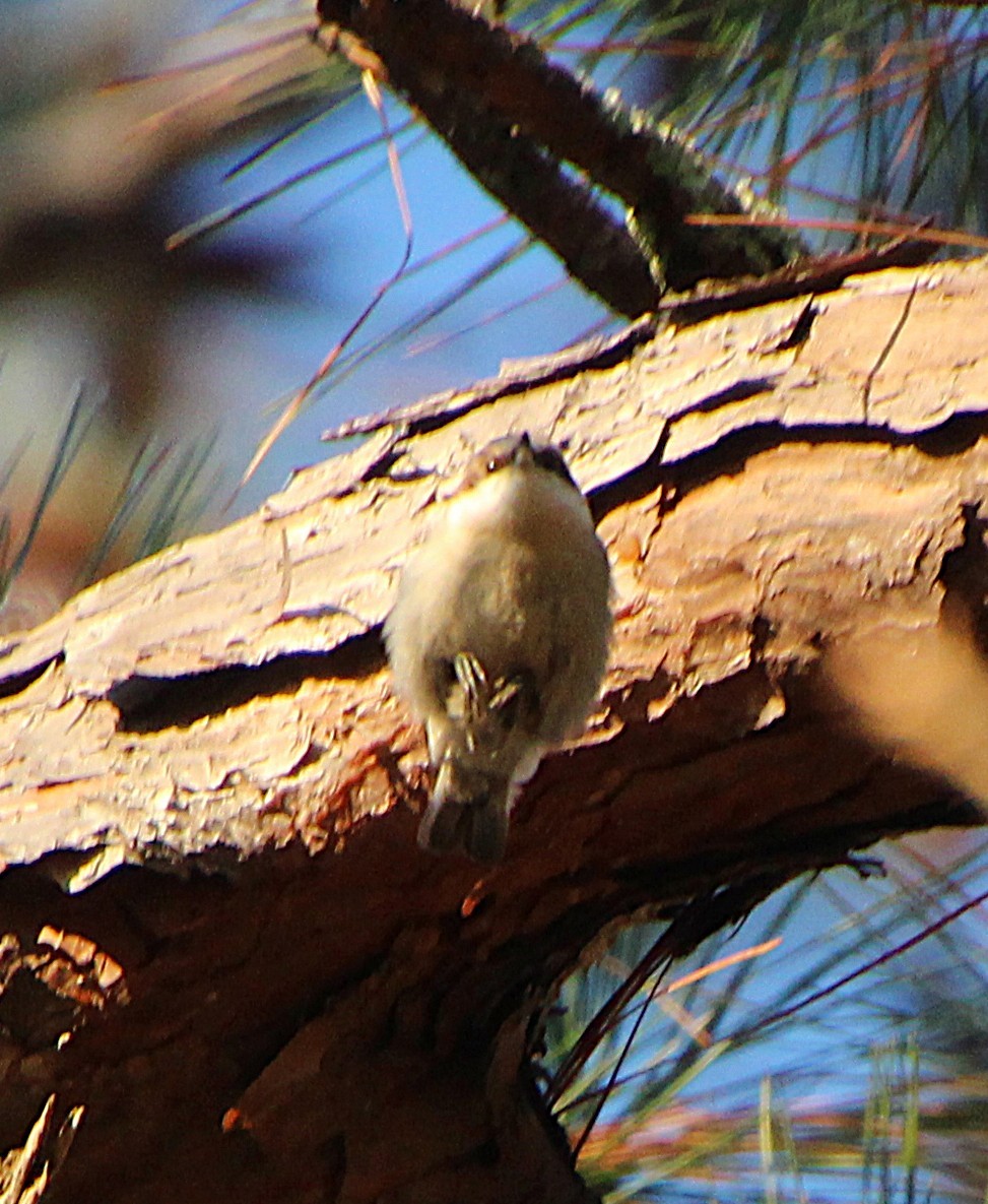 Sittelle à tête brune - ML646724800