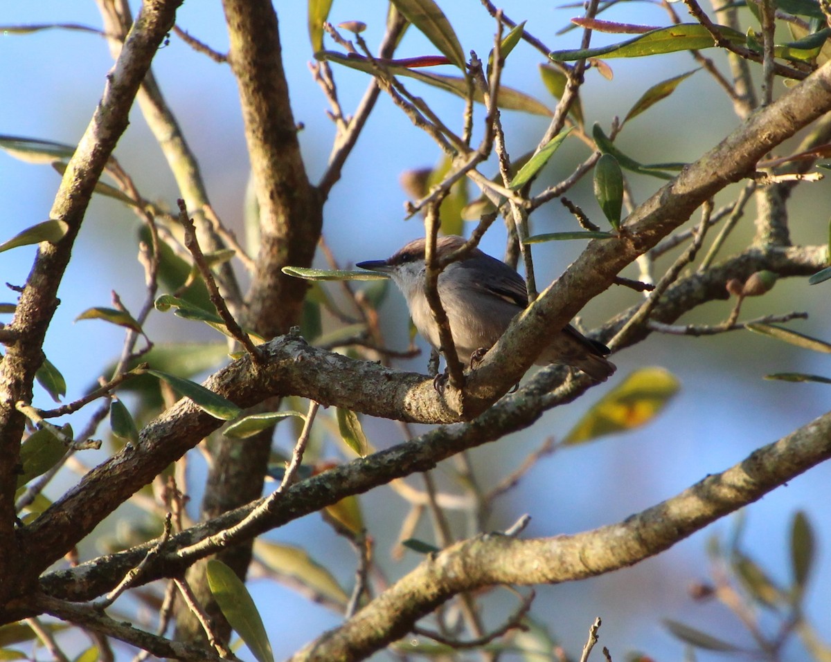 Sittelle à tête brune - ML646724801