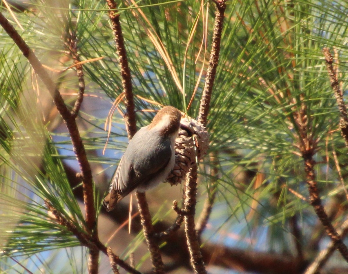 Sittelle à tête brune - ML646724802