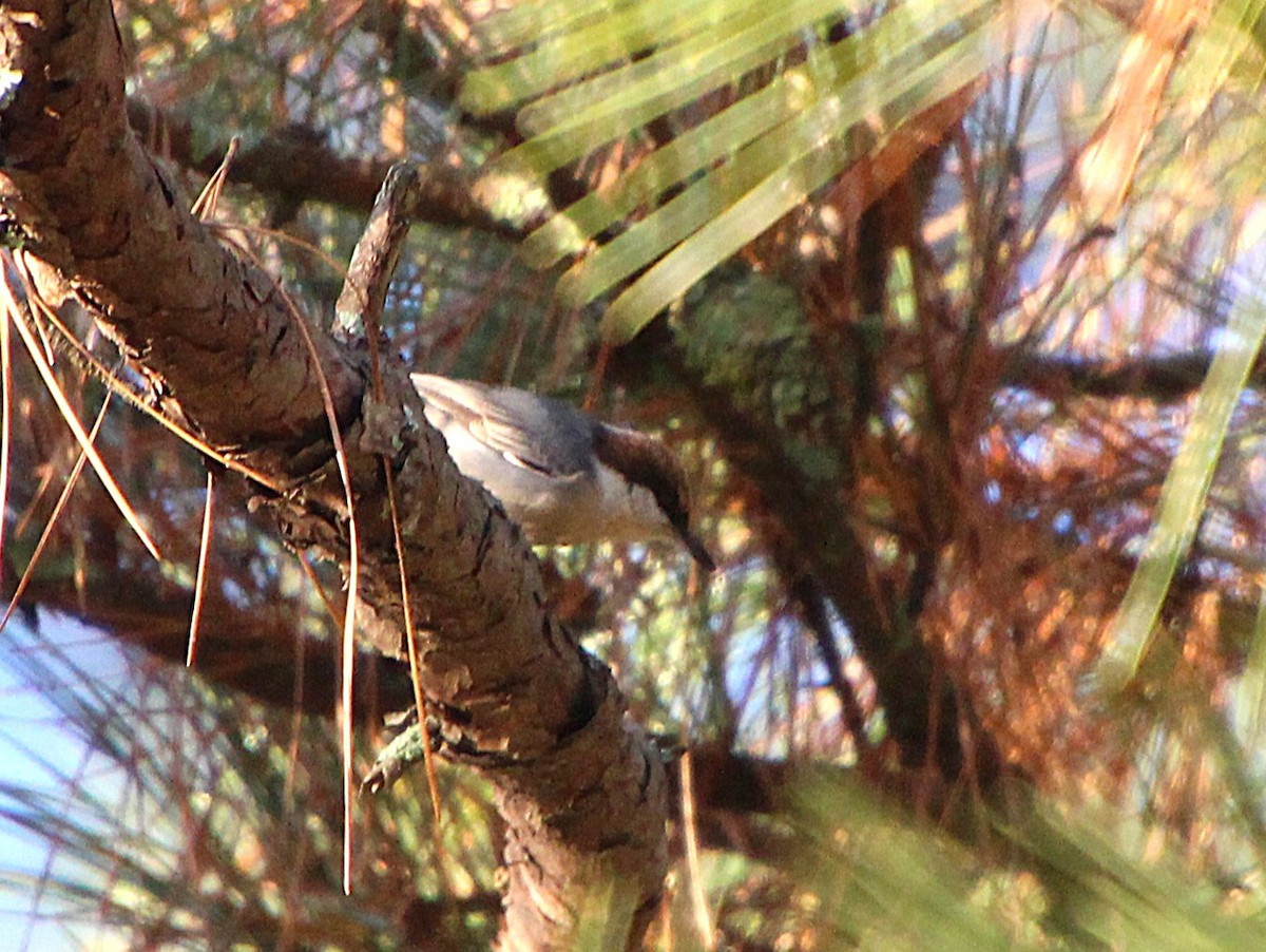 Sittelle à tête brune - ML646724803