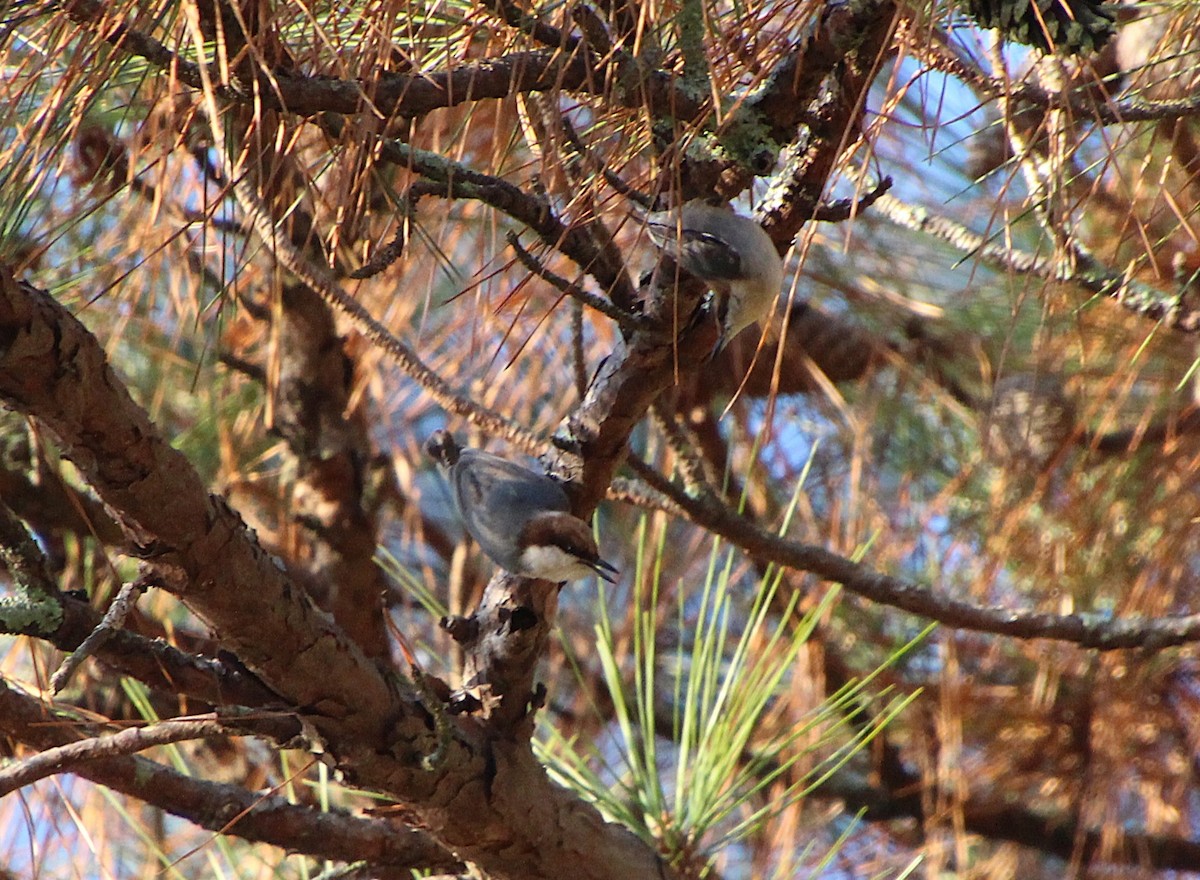 Sittelle à tête brune - ML646724804
