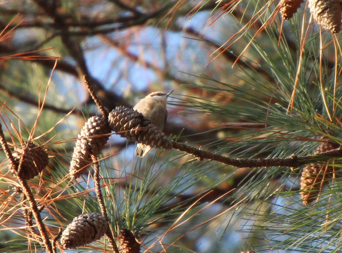 Sittelle à tête brune - ML646724805
