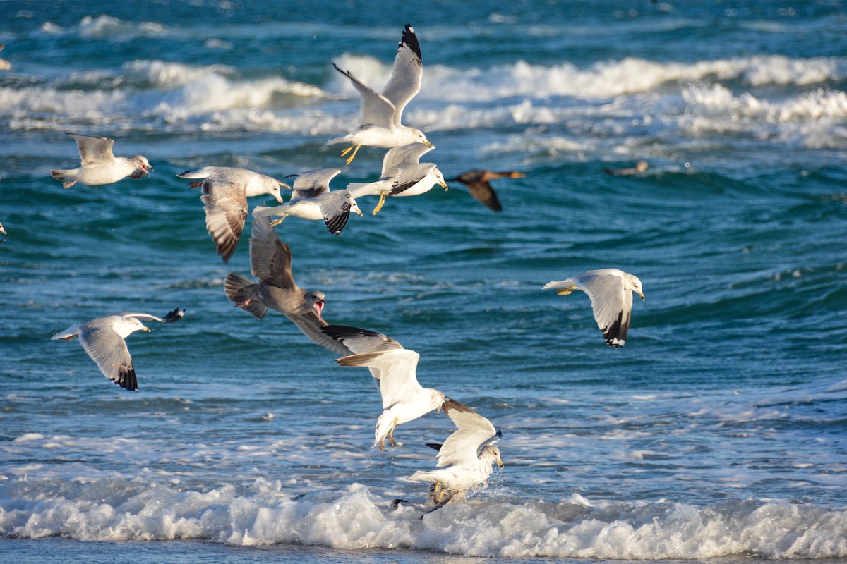 Ring-billed Gull - ML646724806