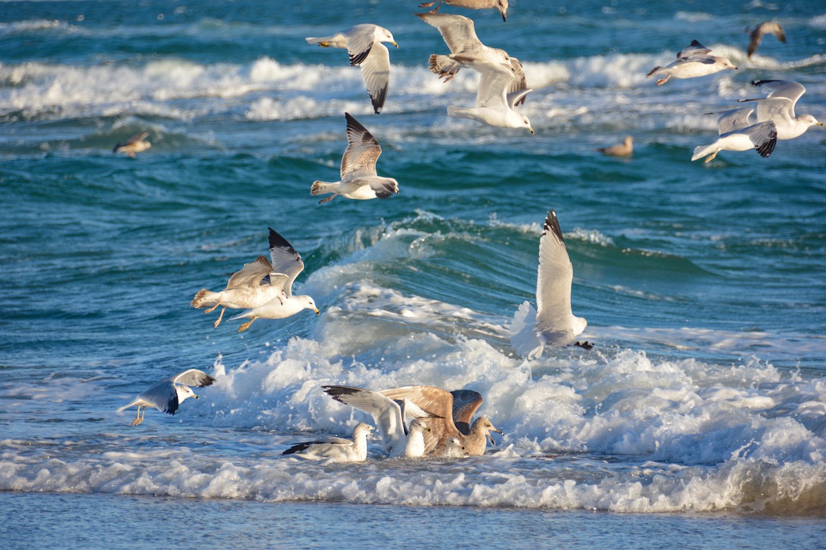 Ring-billed Gull - ML646724807