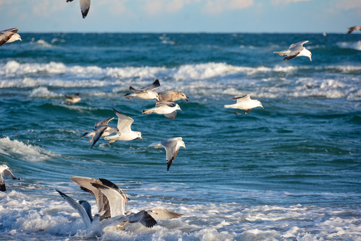 Ring-billed Gull - ML646724808
