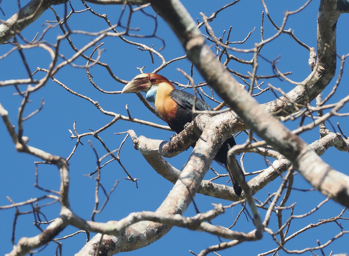 Sumba Hornbill - ML646724809