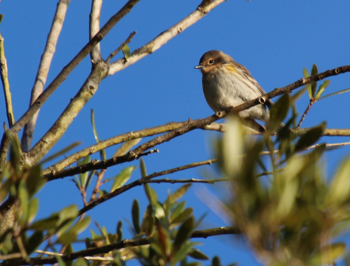 Reinita Coronada (Coronada) - ML646724813