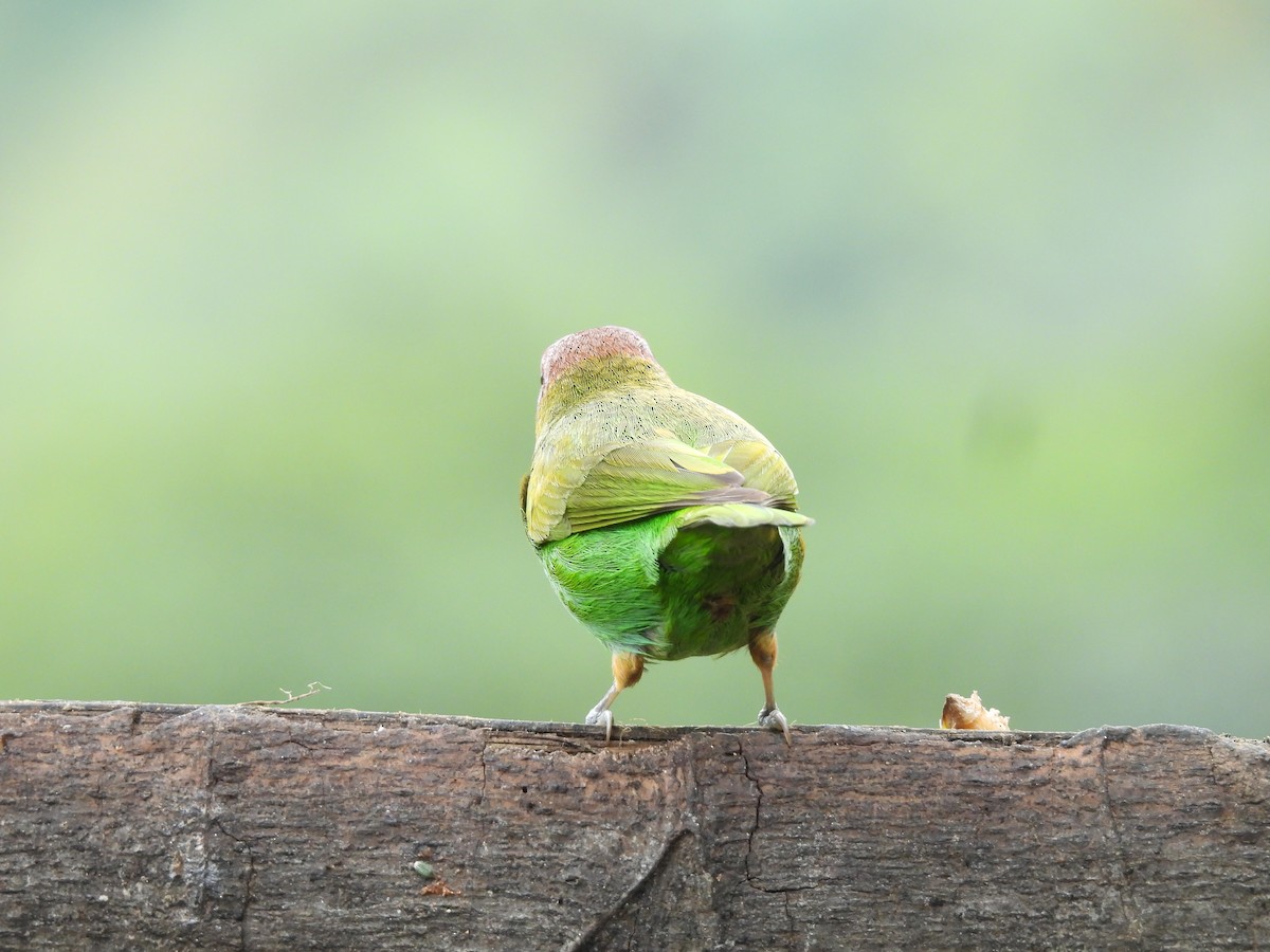 Bay-headed Tanager - ML646724814