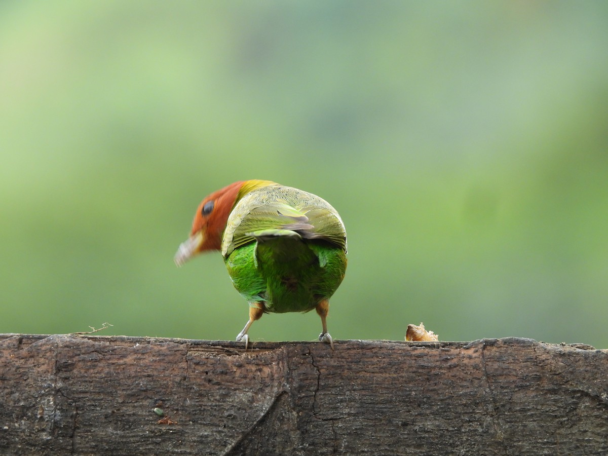 Bay-headed Tanager - ML646724815
