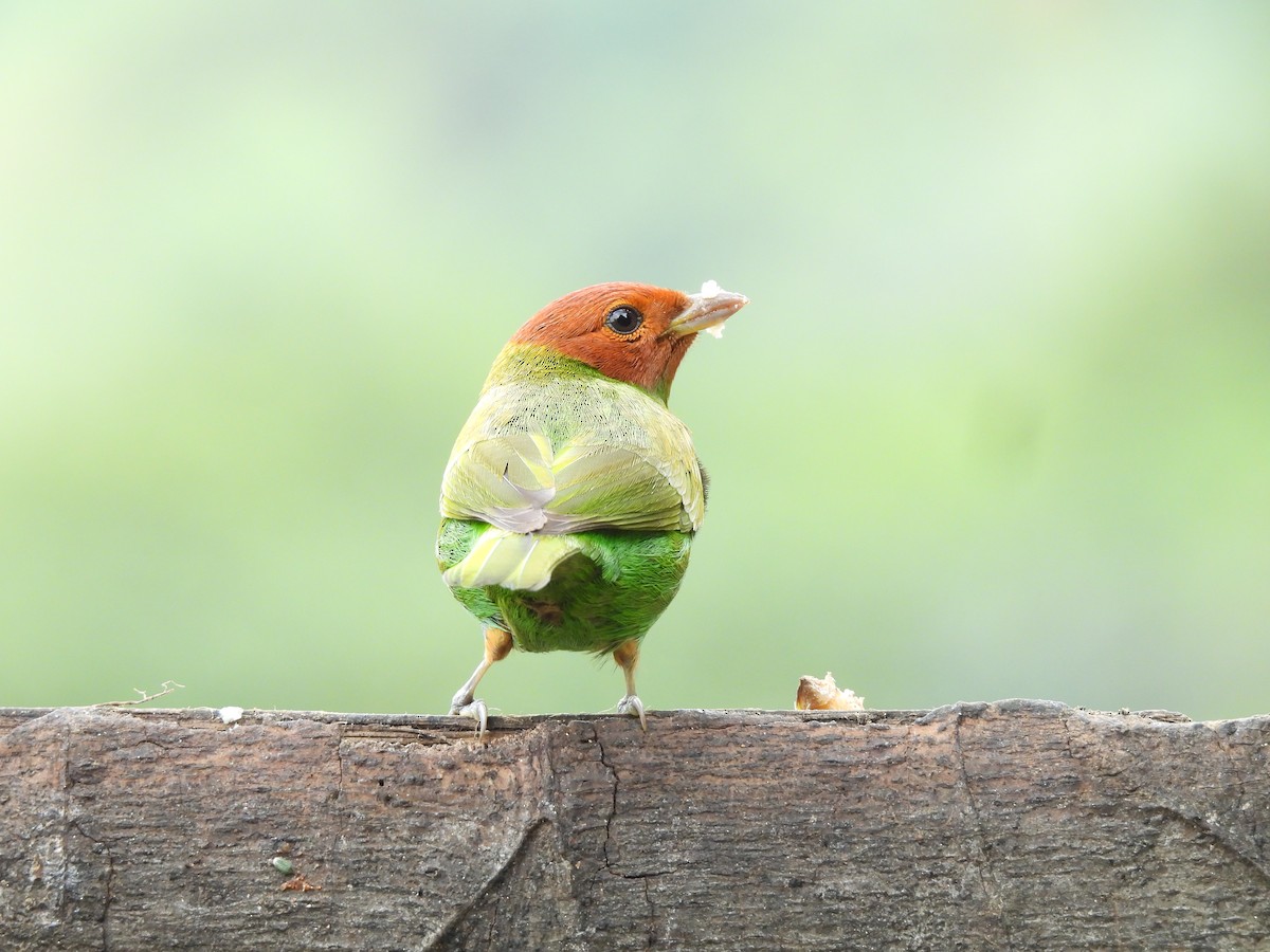 Bay-headed Tanager - ML646724816