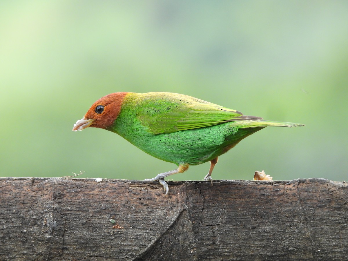 Bay-headed Tanager - ML646724817