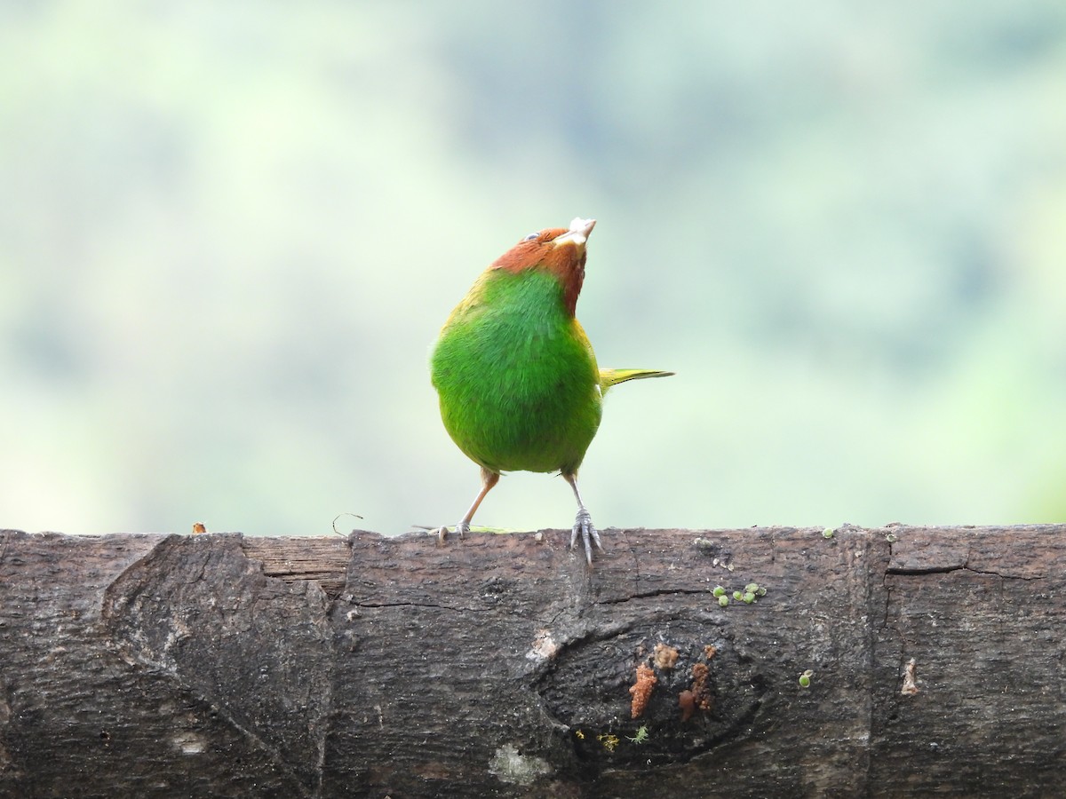 Bay-headed Tanager - ML646724818