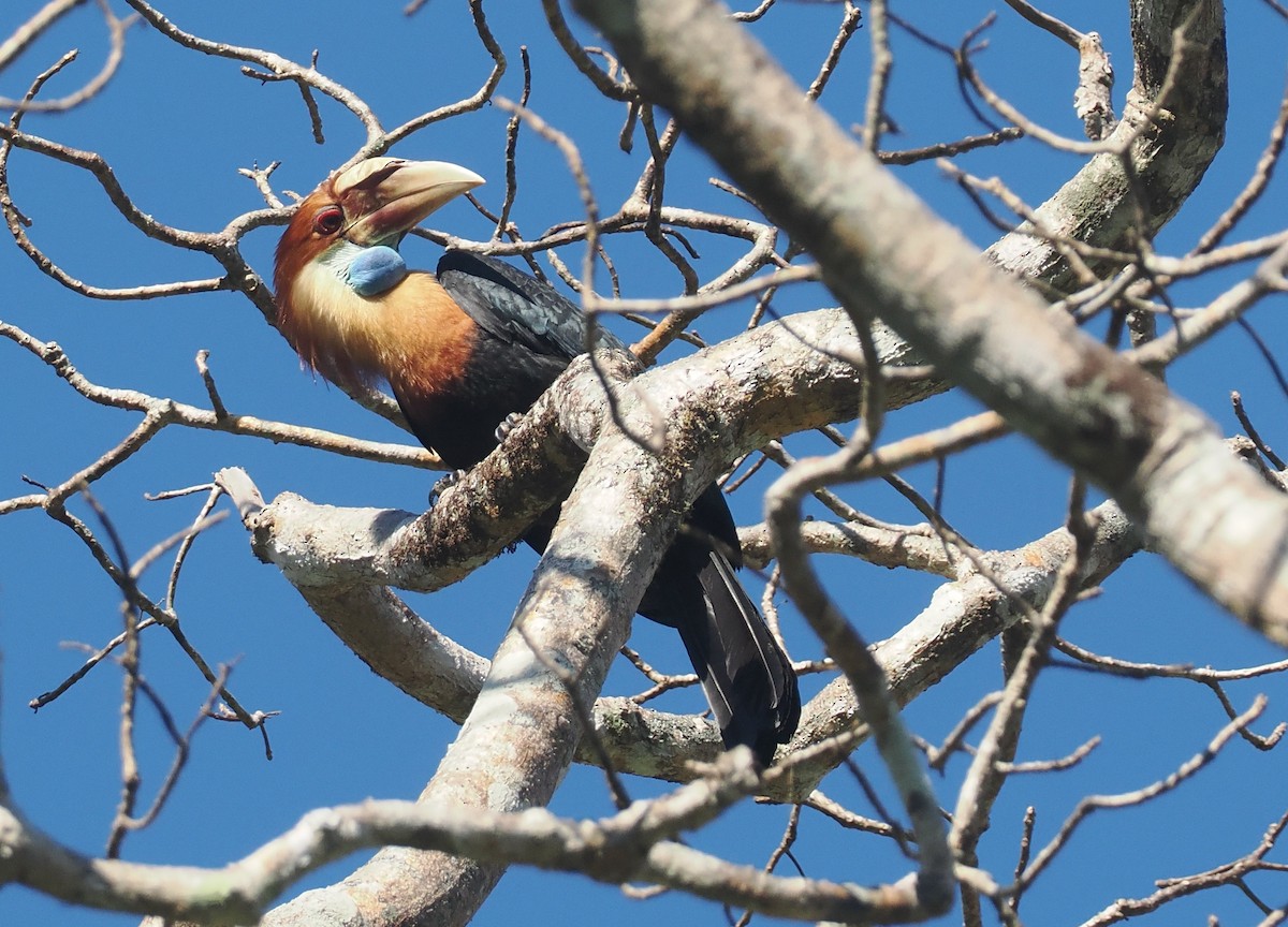 Sumba Hornbill - ML646724819