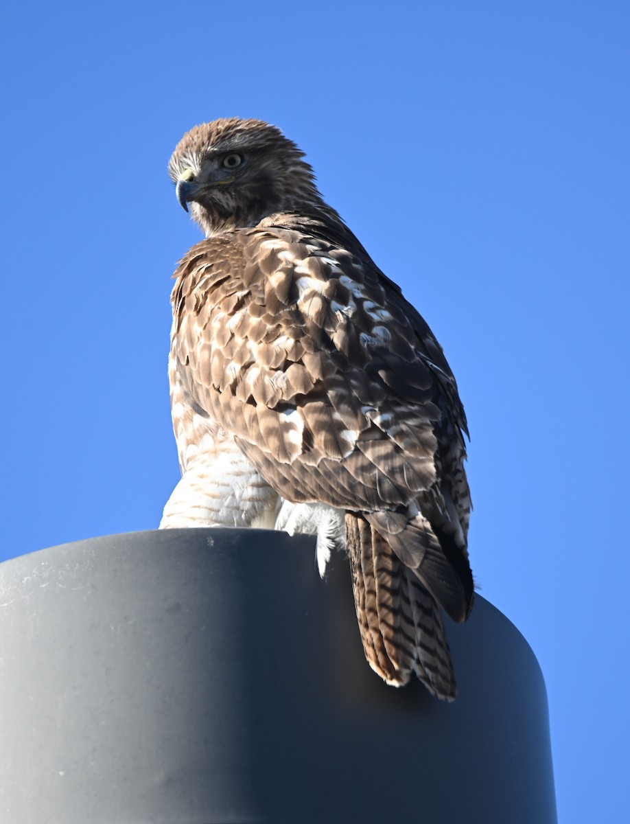 Red-tailed Hawk - ML646724820