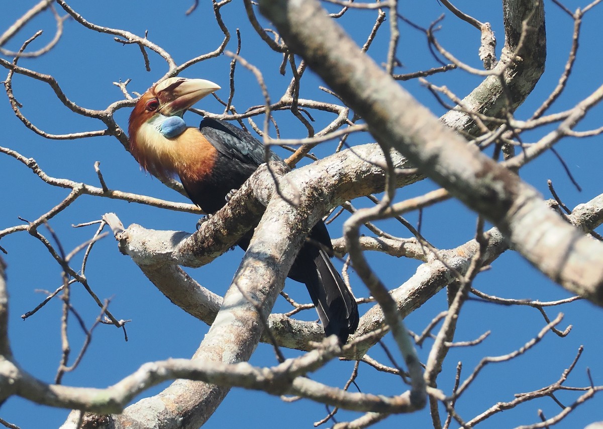 Sumba Hornbill - ML646724821