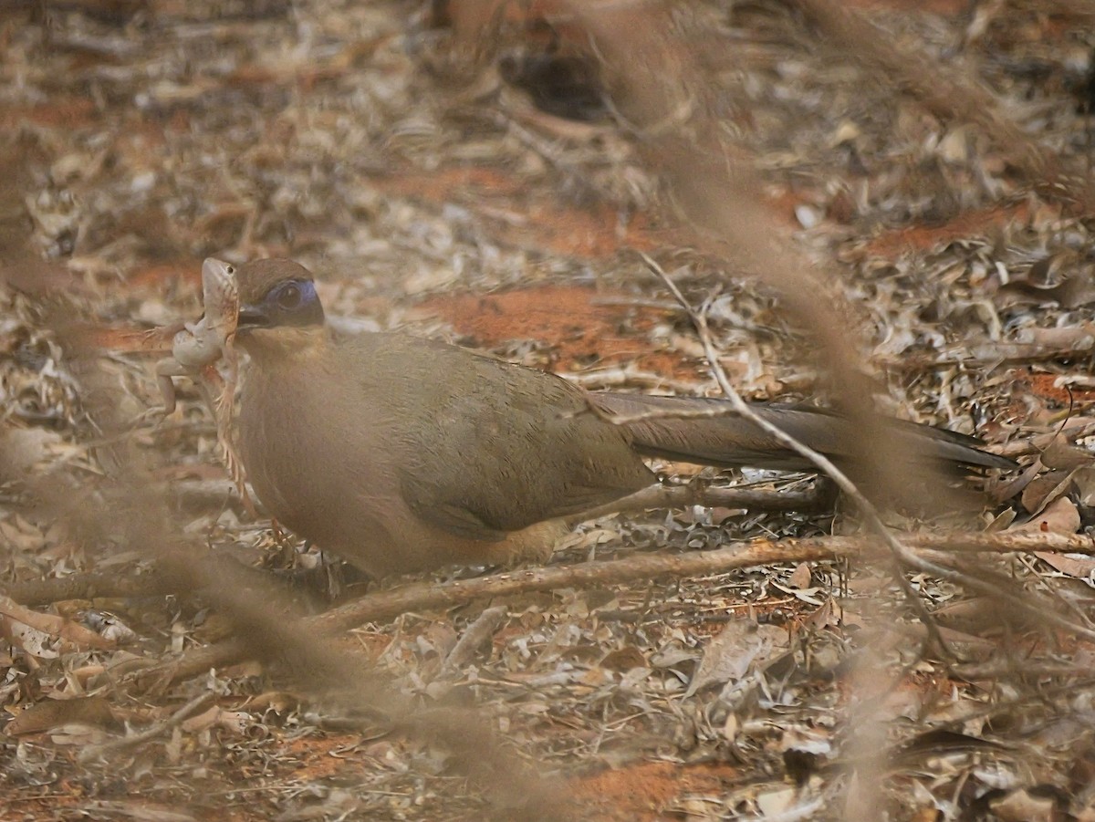 Olive-capped Coua - ML646724824