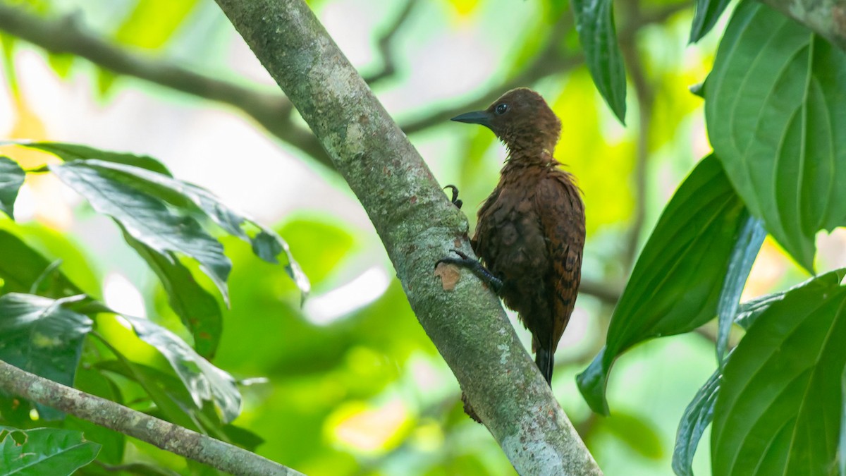 Rufous Woodpecker - ML646724825