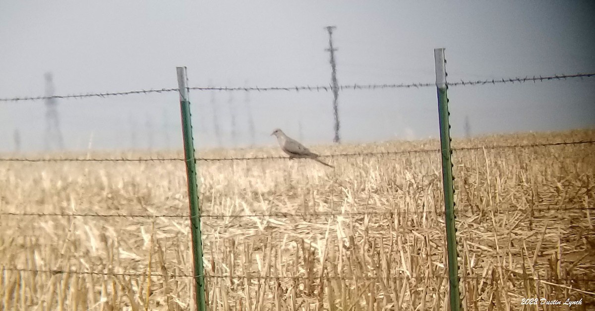 Mourning Dove - ML646724826