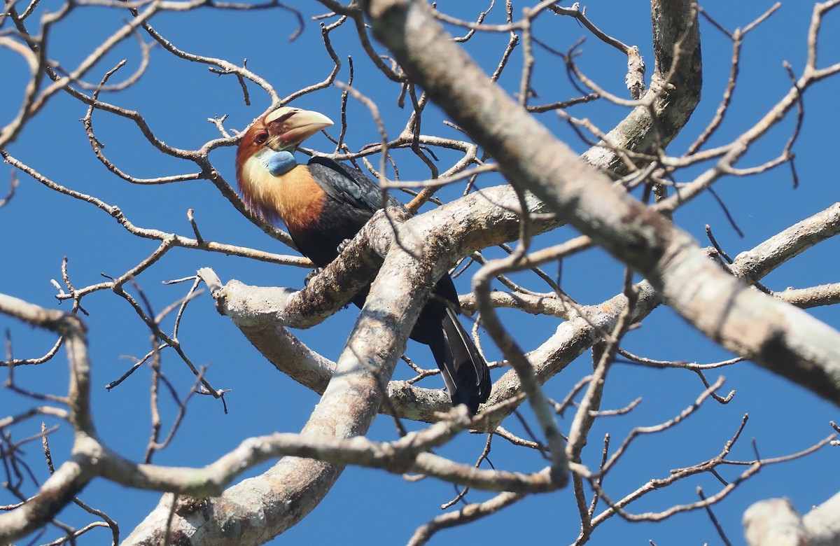 Sumba Hornbill - ML646724827