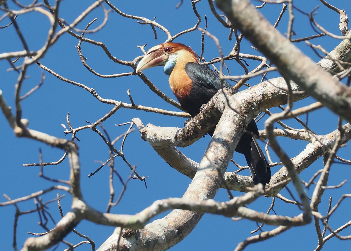 Sumba Hornbill - ML646724831