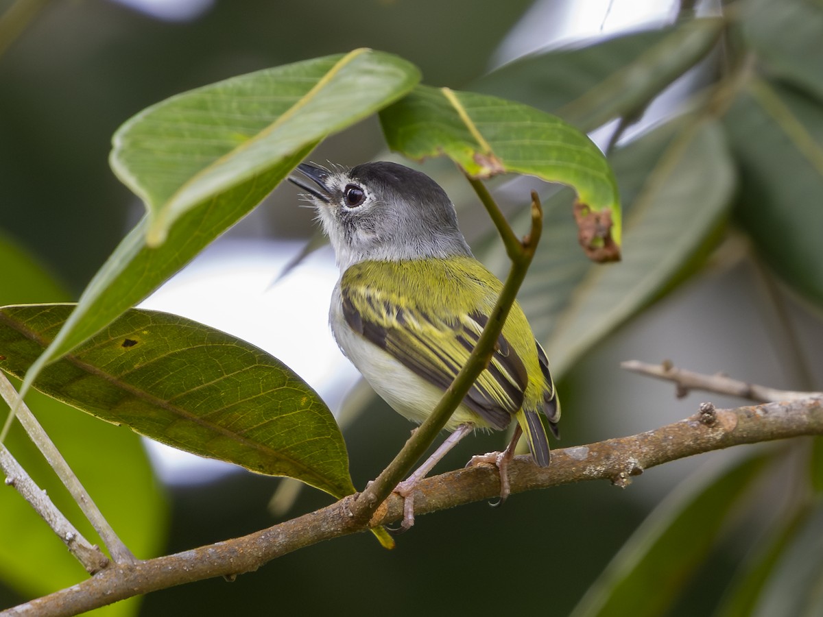 Black-capped Pygmy-Tyrant - ML646724832