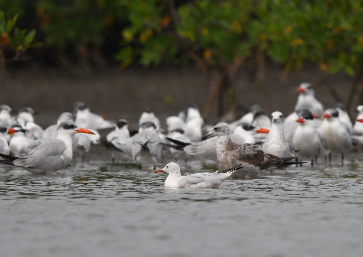 Slender-billed Gull - ML646724833