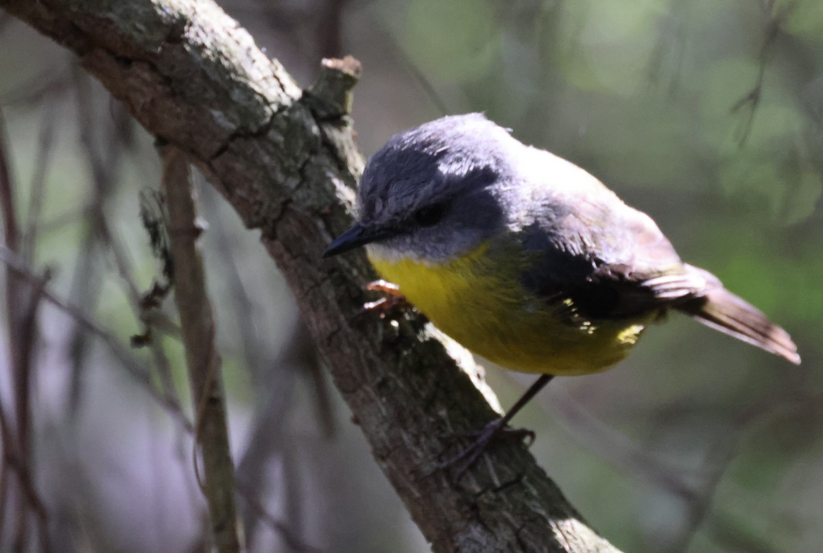 gulbrystflueskvett - ML646724834