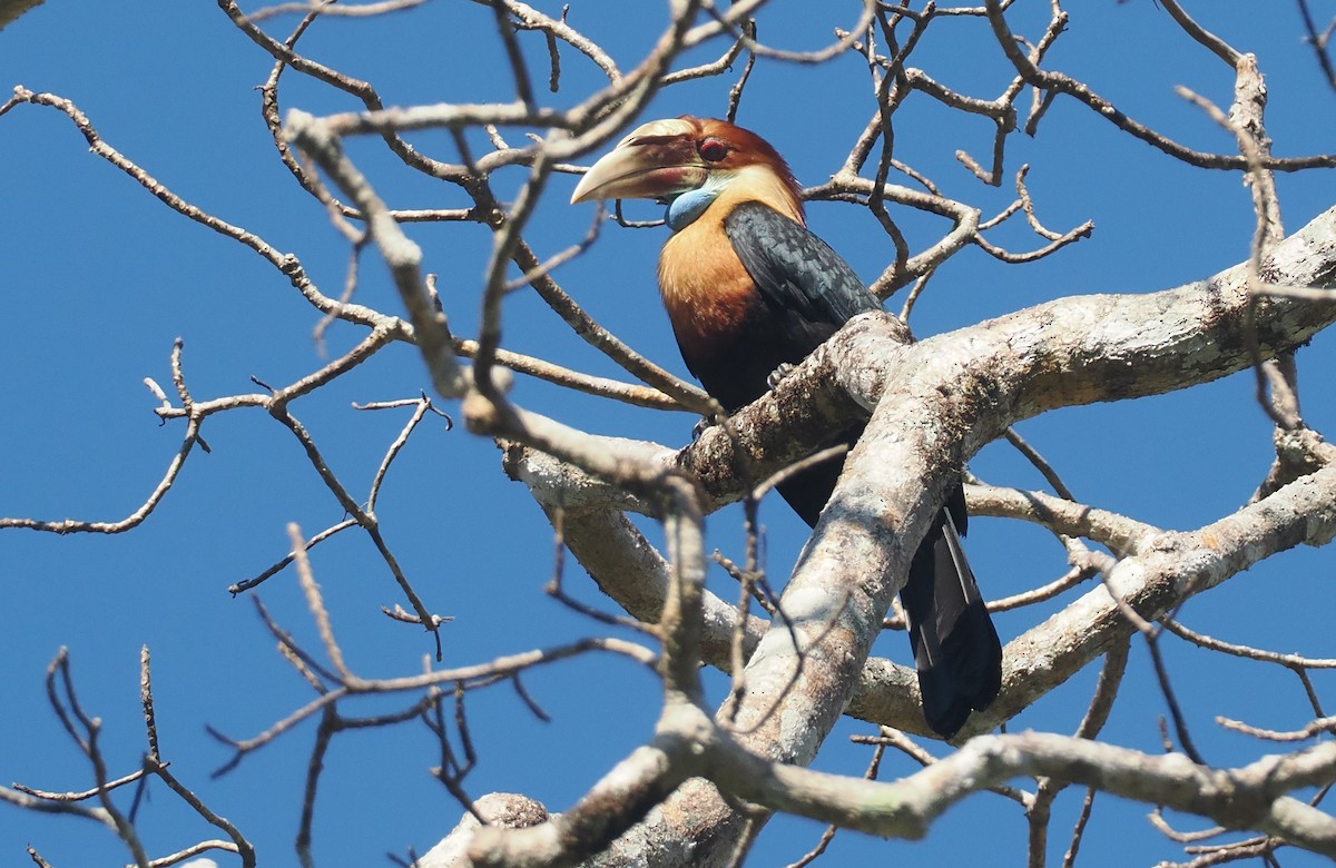 Sumba Hornbill - ML646724837