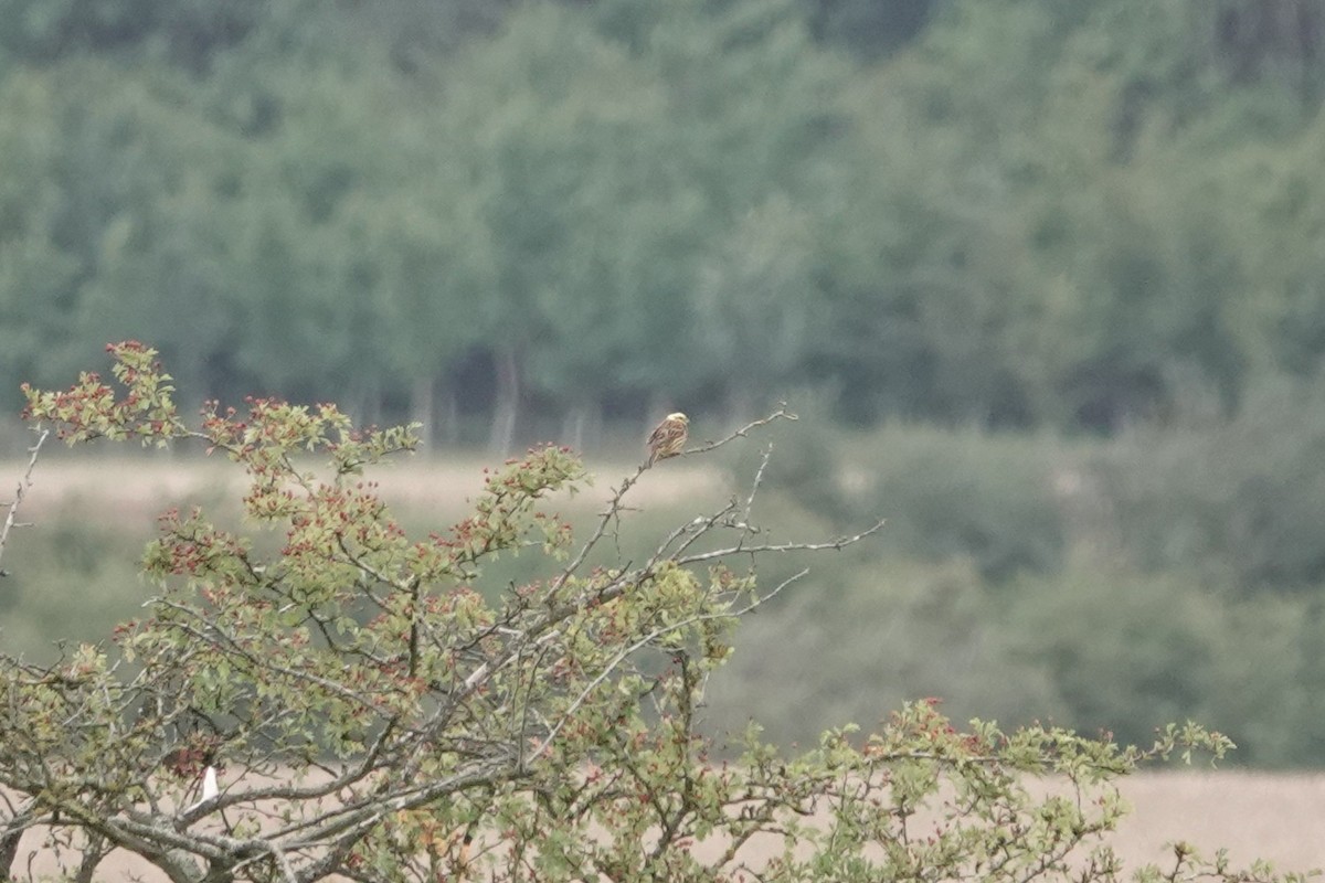 Escribano Cerillo - ML646724838